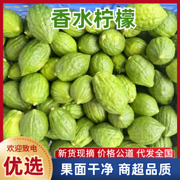 香水柠檬柠檬广东香水柠檬产地直发量大从优对接全国