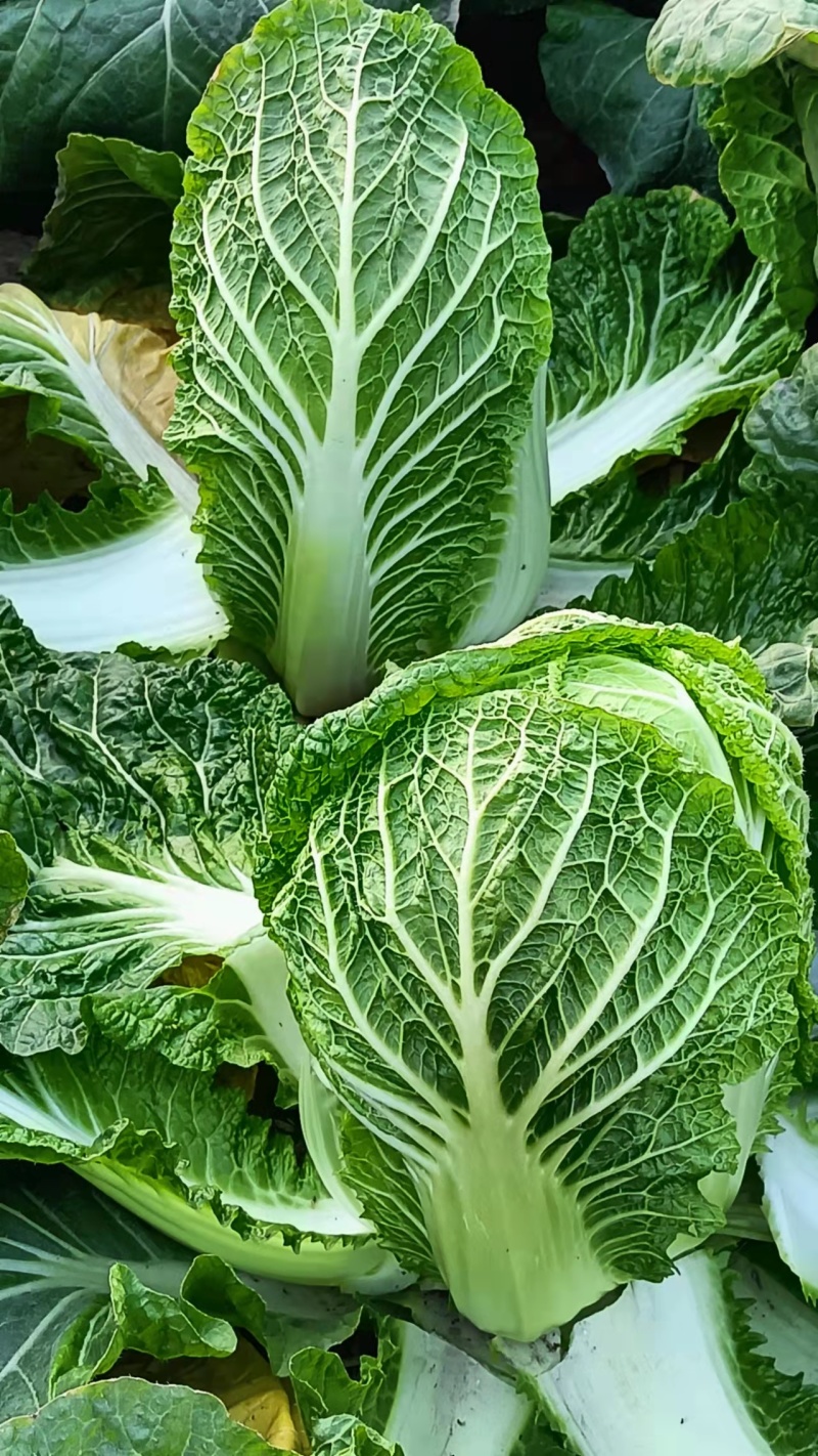 湖北宜昌精品白菜/黄心白菜/产地直发/量大价优/欢迎咨询