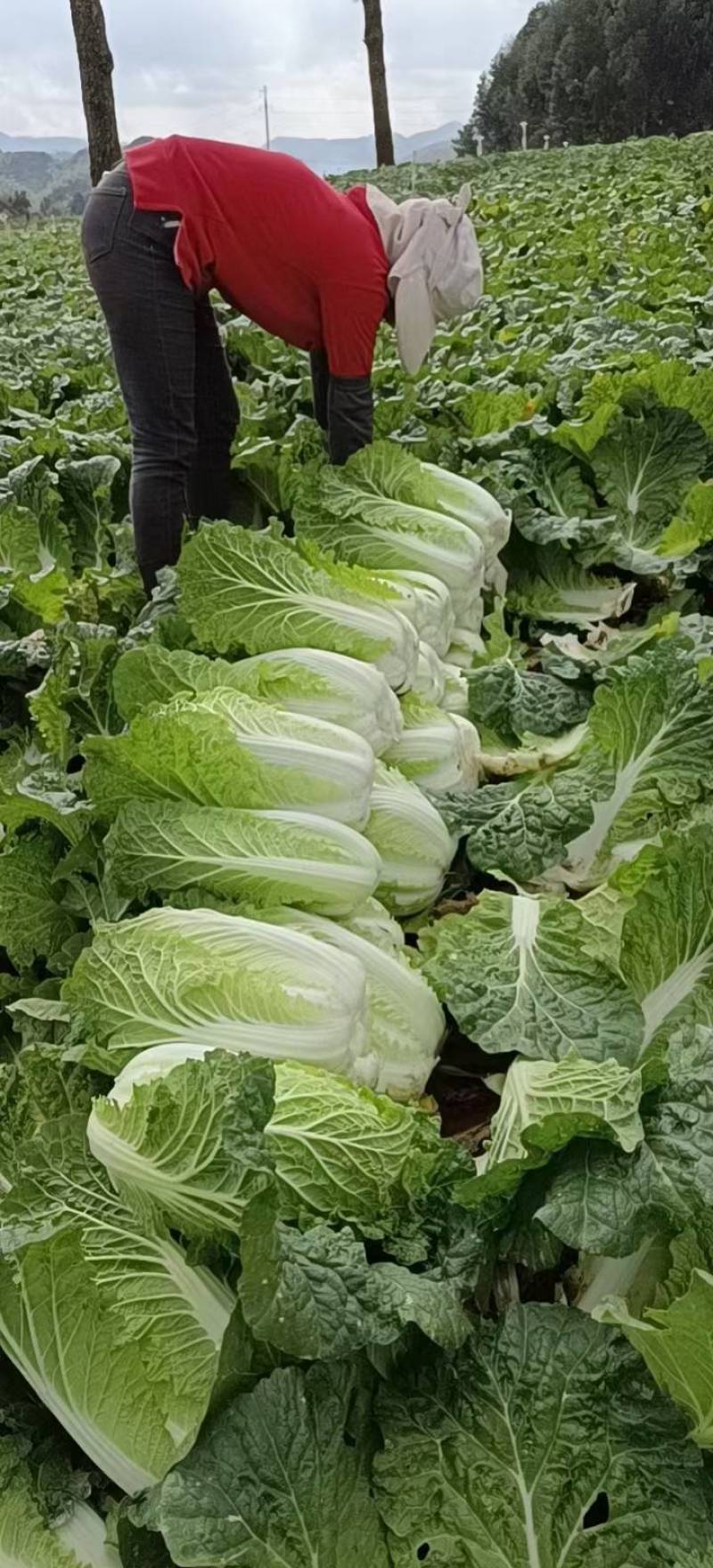 湖北宜昌精品白菜/黄心白菜/产地直发/量大价优/欢迎咨询