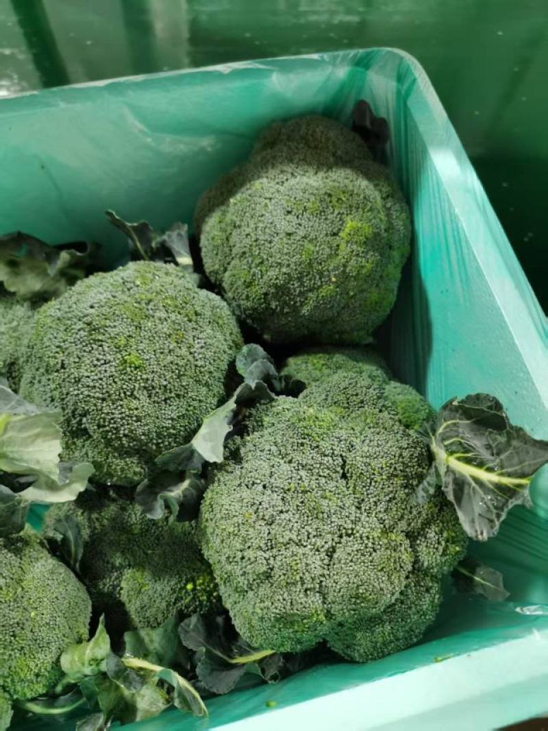 湖北当地西兰花/可视频看货/量大价优/欢迎咨询