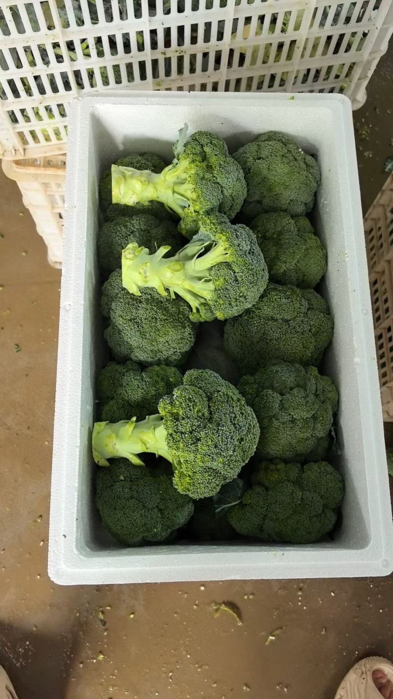 湖北当地西兰花/可视频看货/量大价优/欢迎咨询