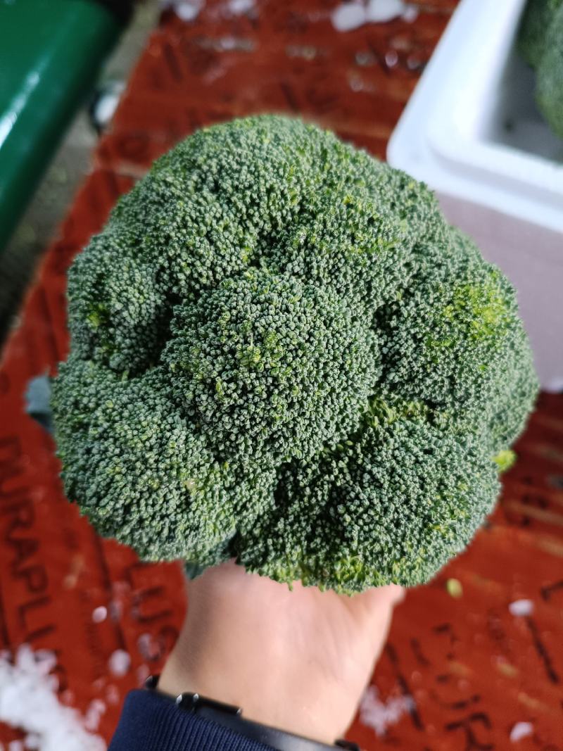 湖北当地西兰花/可视频看货/量大价优/欢迎咨询
