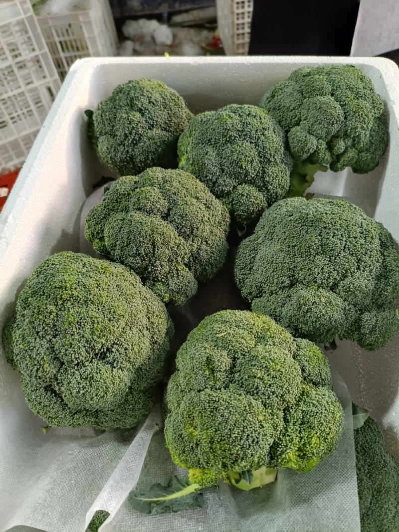 湖北当地西兰花/可视频看货/量大价优/欢迎咨询