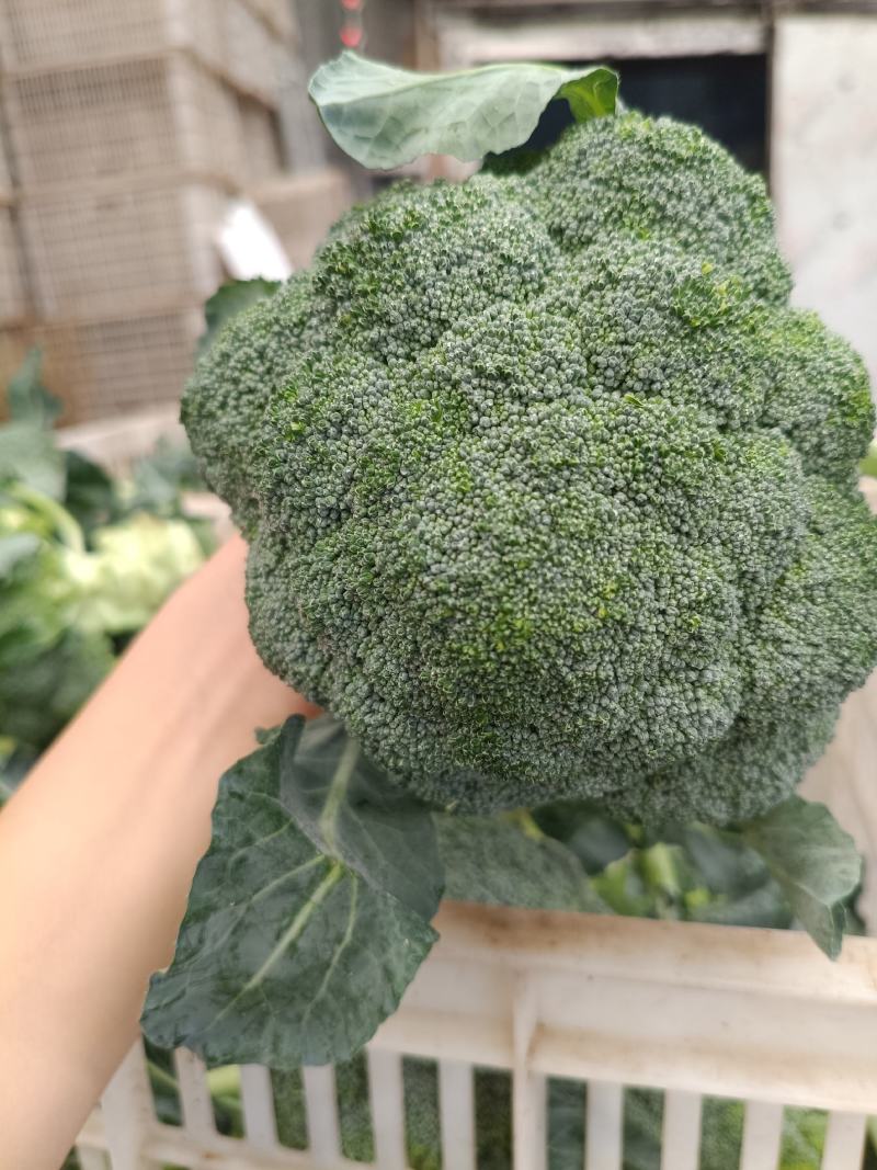 湖北当地西兰花/可视频看货/量大价优/欢迎咨询