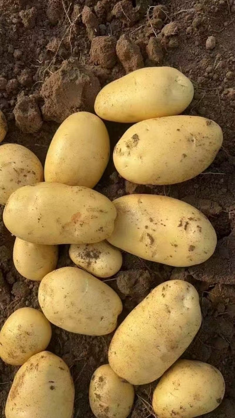 山东大棚新土豆荷兰十五大量供应全国发货质量保证诚信经营