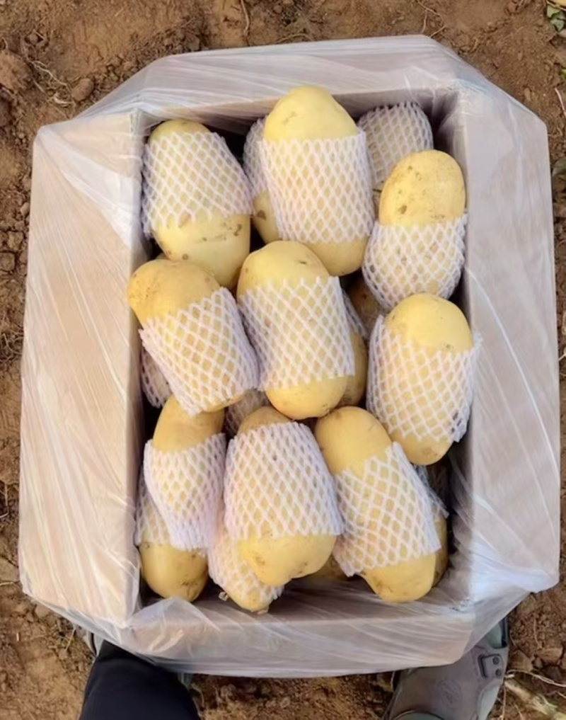 山东大棚新土豆荷兰十五大量供应全国发货质量保证诚信经营