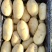山东大棚新土豆荷兰十五大量供应全国发货质量保证诚信经营