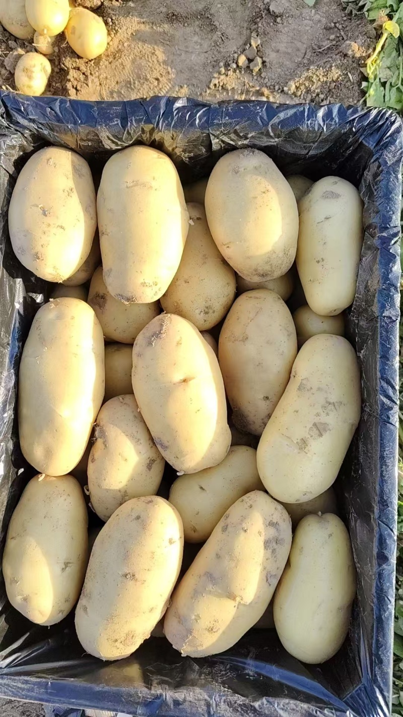 山东大棚新土豆荷兰十五大量供应全国发货质量保证诚信经营
