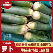 山东省肥城市水果萝卜上市中货源充足，价格合理质量上称