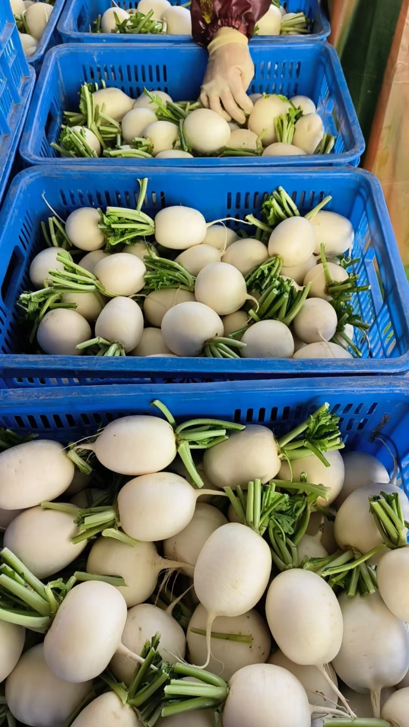 精选圆白萝卜江苏基地直供质量保证一手货源全国发货