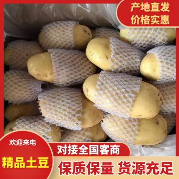 （精）全国发货山东荷兰十五土豆出售中（精品货源）货源充足