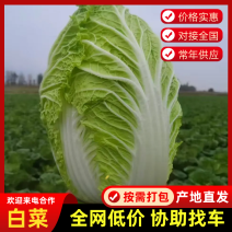 北京三号白菜，黄心白菜大量供应超市，市场，一手货源