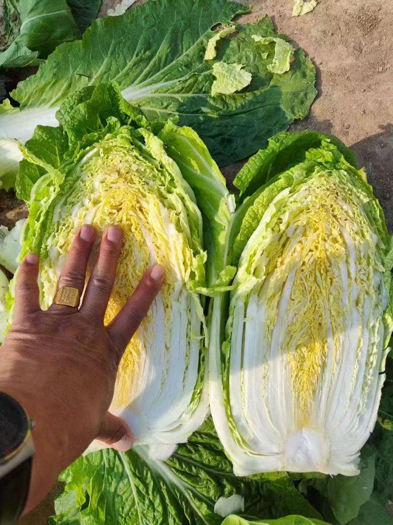北京三号白菜，黄心白菜大量供应超市，市场，一手货源