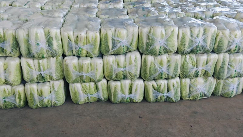 北京三号白菜，黄心白菜大量供应超市，市场，一手货源