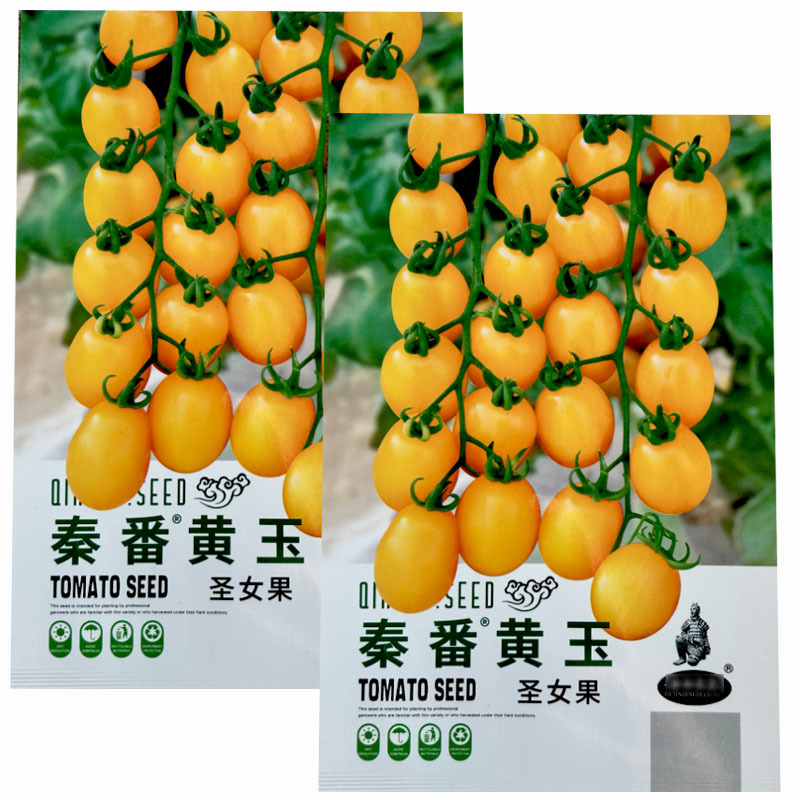 黄玉圣女果西红柿种子水果小果番茄甜度好结果多