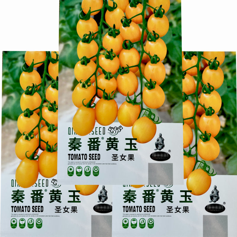 黄玉圣女果西红柿种子水果小果番茄甜度好结果多