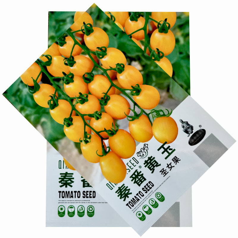 黄玉圣女果西红柿种子水果小果番茄甜度好结果多
