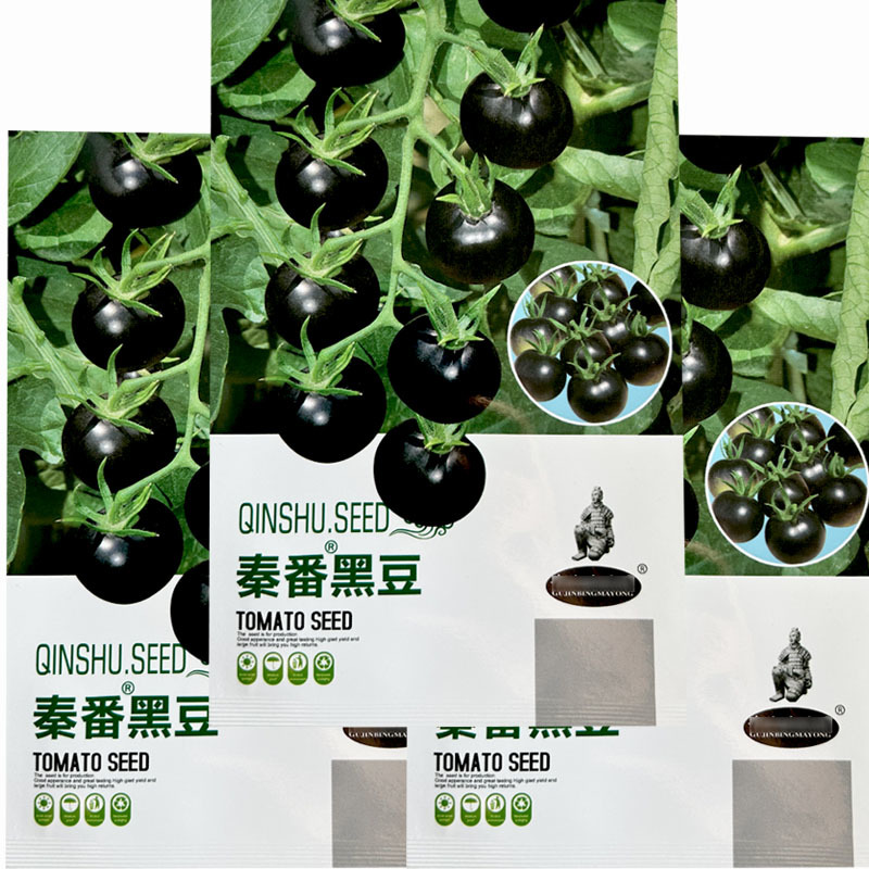 黑豆圣女果番茄种子水果小番茄口感好适合採摘园