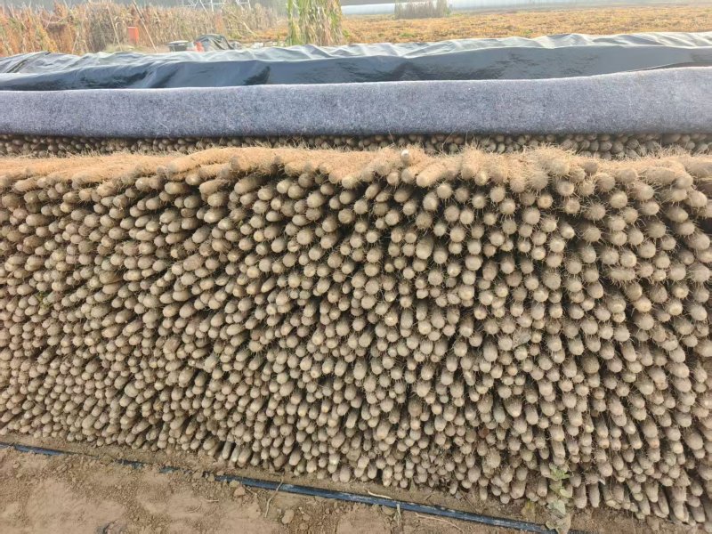 精品双棒山药，一手货源，品质保证，可视频看货，诚信经营