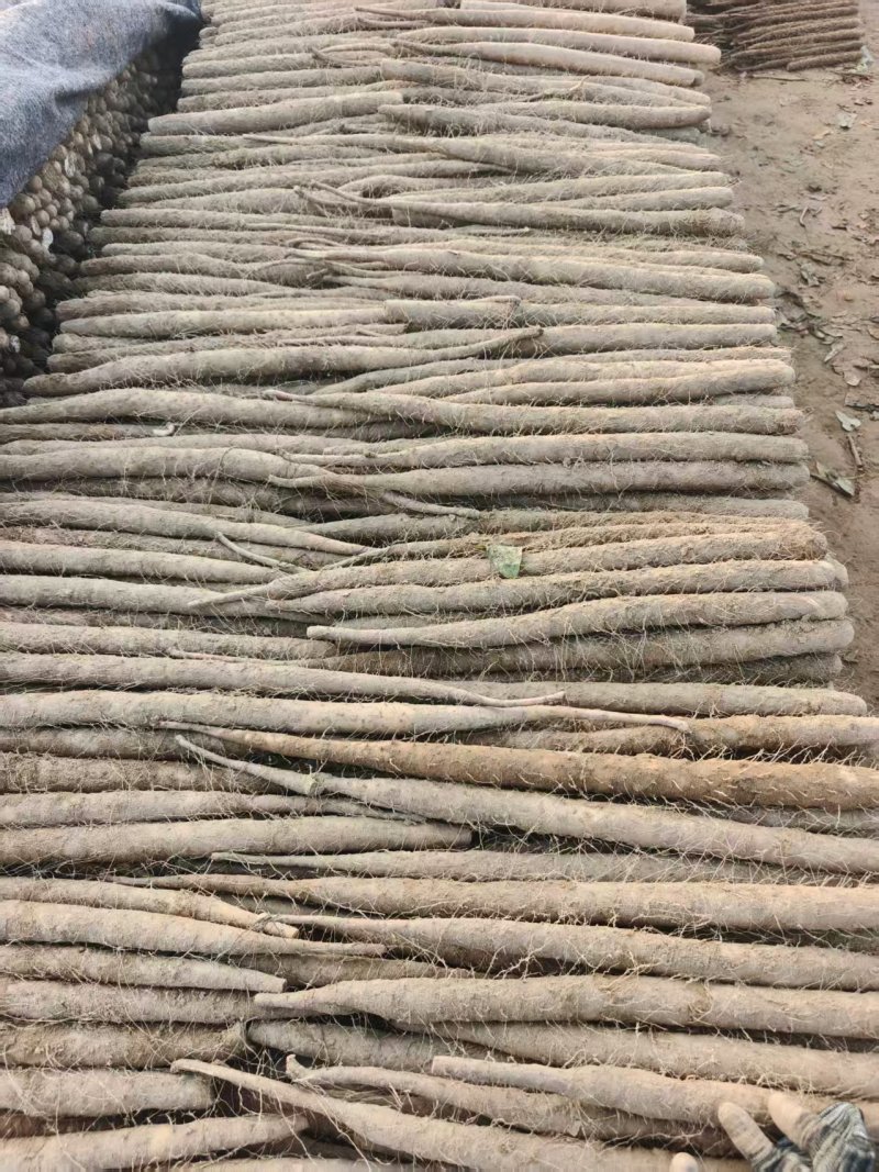 精品双棒山药，一手货源，品质保证，可视频看货，诚信经营