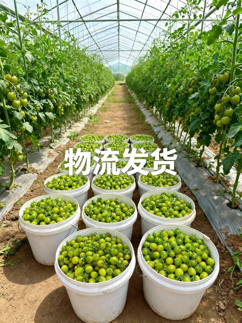 山东青甜小番茄产地直批不转手商超供货新鲜有保障