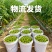 山东青甜小番茄产地直批不转手商超供货新鲜有保障