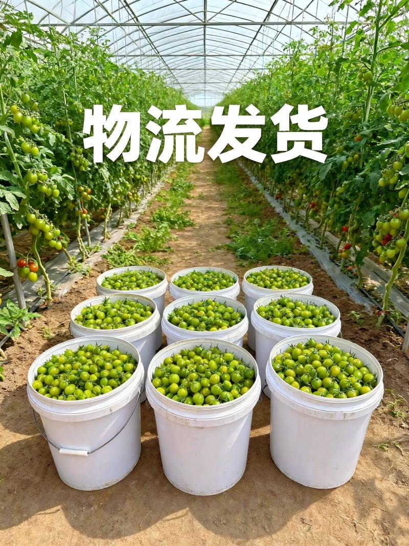 山东青甜小番茄产地直批不转手商超供货新鲜有保障