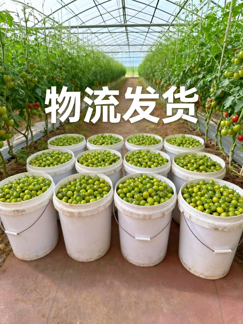 山东青甜小番茄产地直批不转手商超供货新鲜有保障