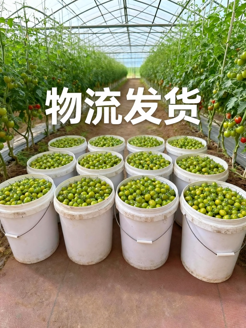 山东青甜小番茄产地直批不转手商超供货新鲜有保障