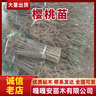 实生樱桃苗，优质砧木，根系发达基地直供现挖现发欢迎联系