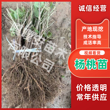 [热销]对鄂扦插水杨桃苗优质砧木根系发达抗逆性强基地直供