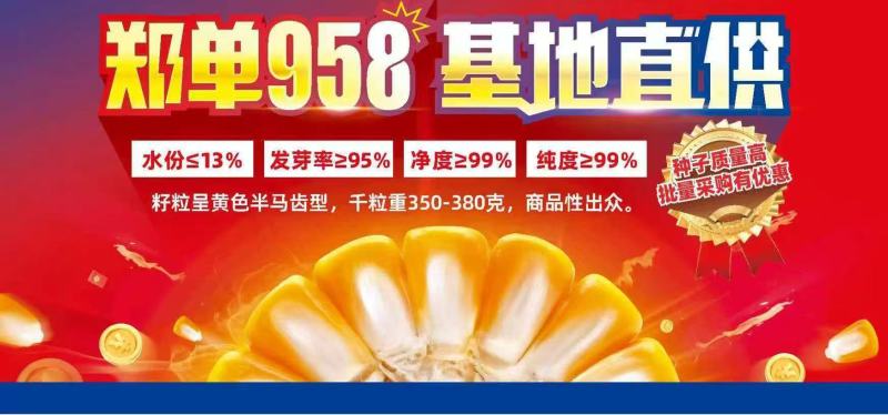 甘肃张掖一手货源郑单958玉米杂交种国审品种支持到厂考察
