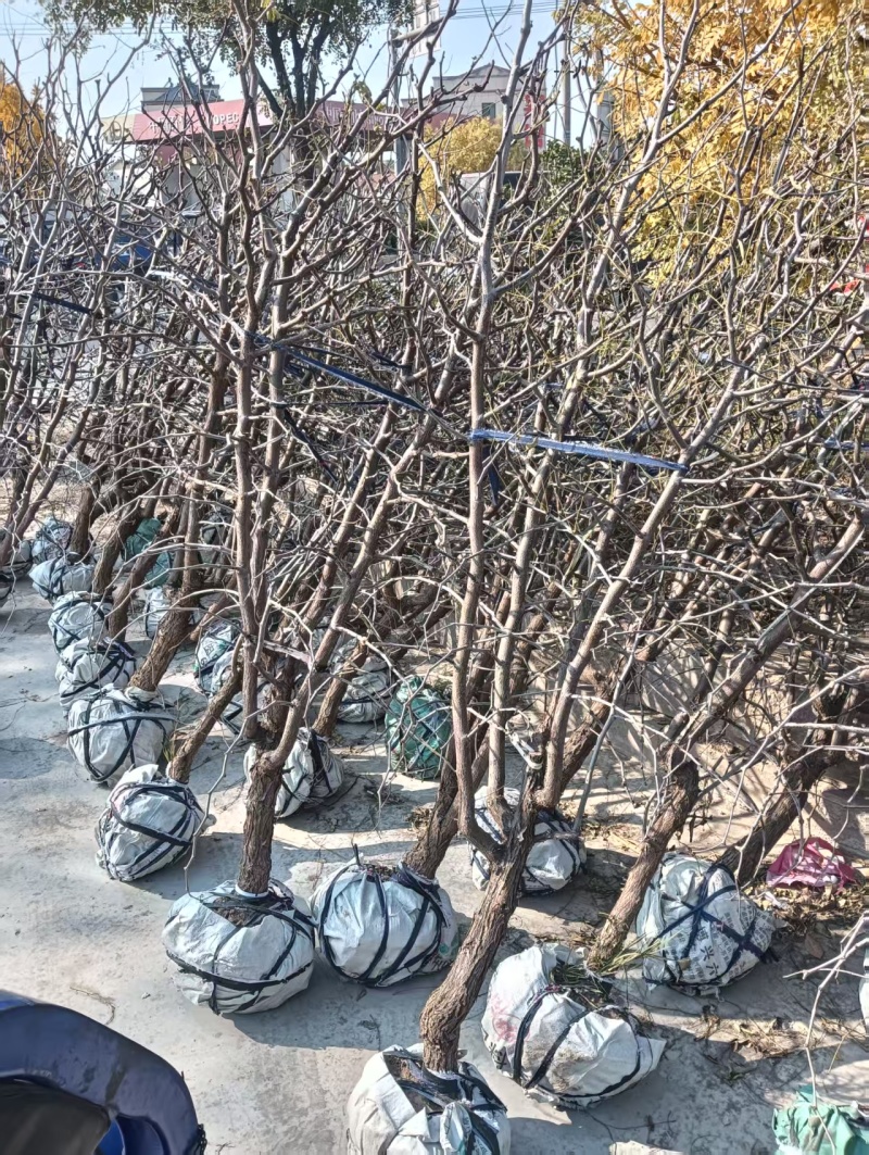 枣树苗【全冠精品枣树苗】冬枣苗占地树，全冠精品土球