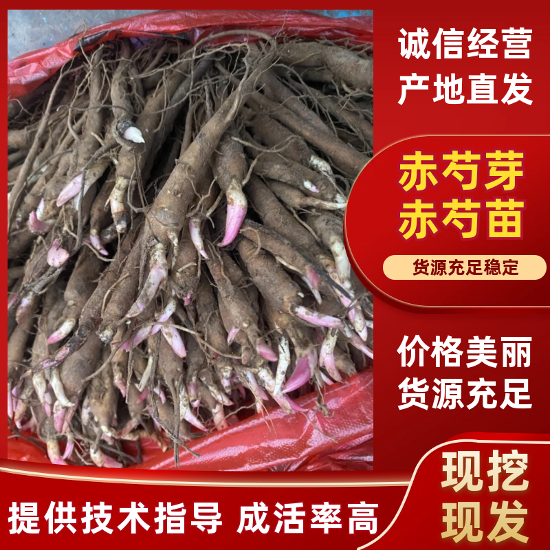赤芍芽包技术包回收诚信合作安徽亳州发货全国发货