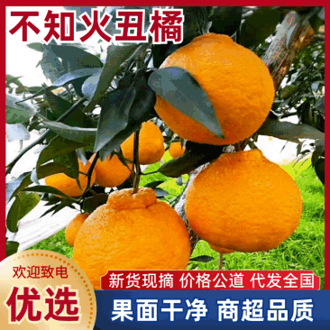 湖北精品丑橘不知火耙耙柑大量有货口感纯甜诚信代办质量保证