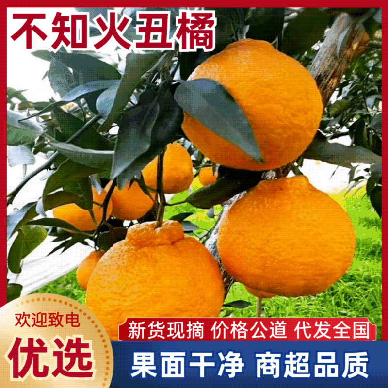 湖北精品丑橘不知火耙耙柑大量有货口感纯甜诚信代办质量保证