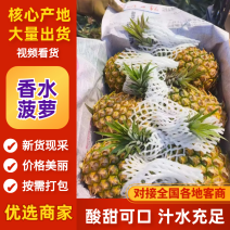 徐闻菠萝香水菠萝产地直发品质保障对接全国市场