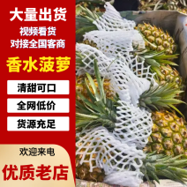 金钻凤梨金钻凤梨17号广东产地直发一手货源量大从优