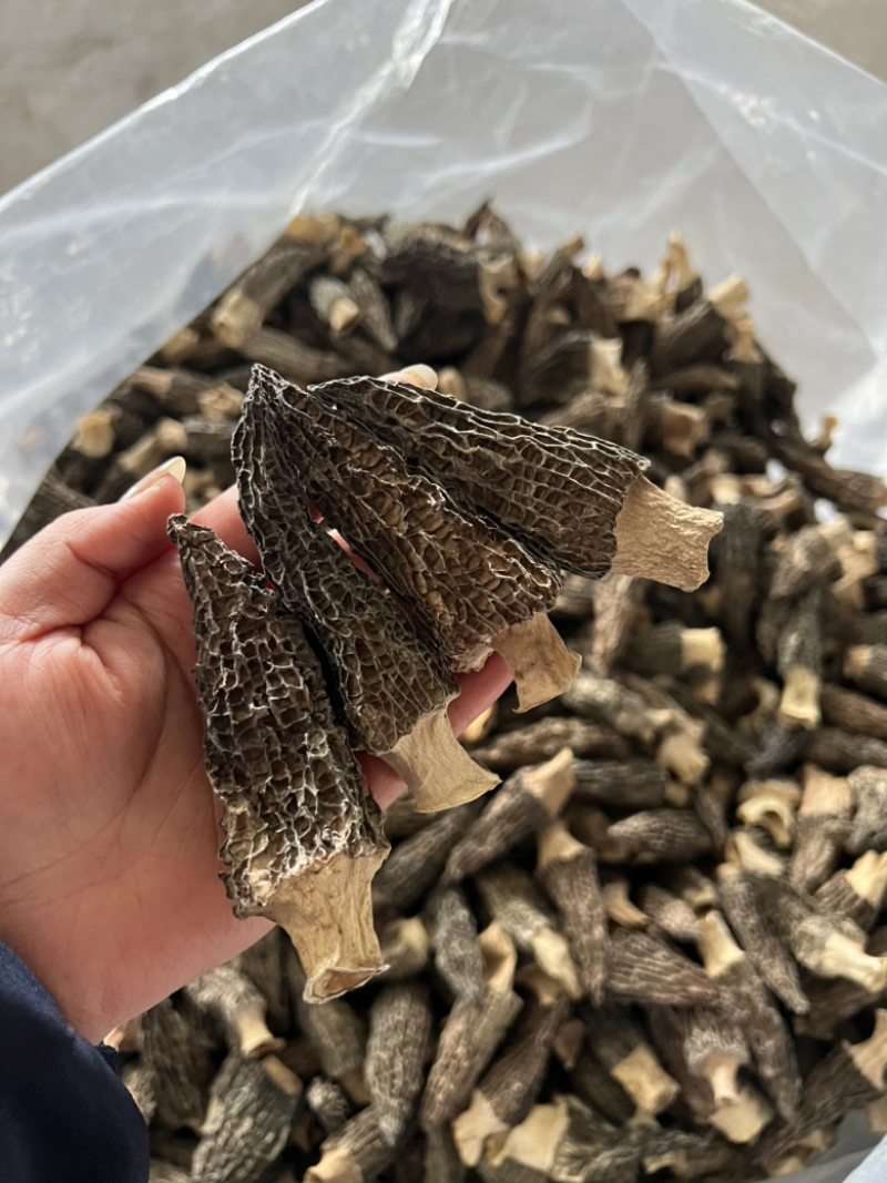 精品羊肚菌干货5-7细纹货788量大优惠，进店联系