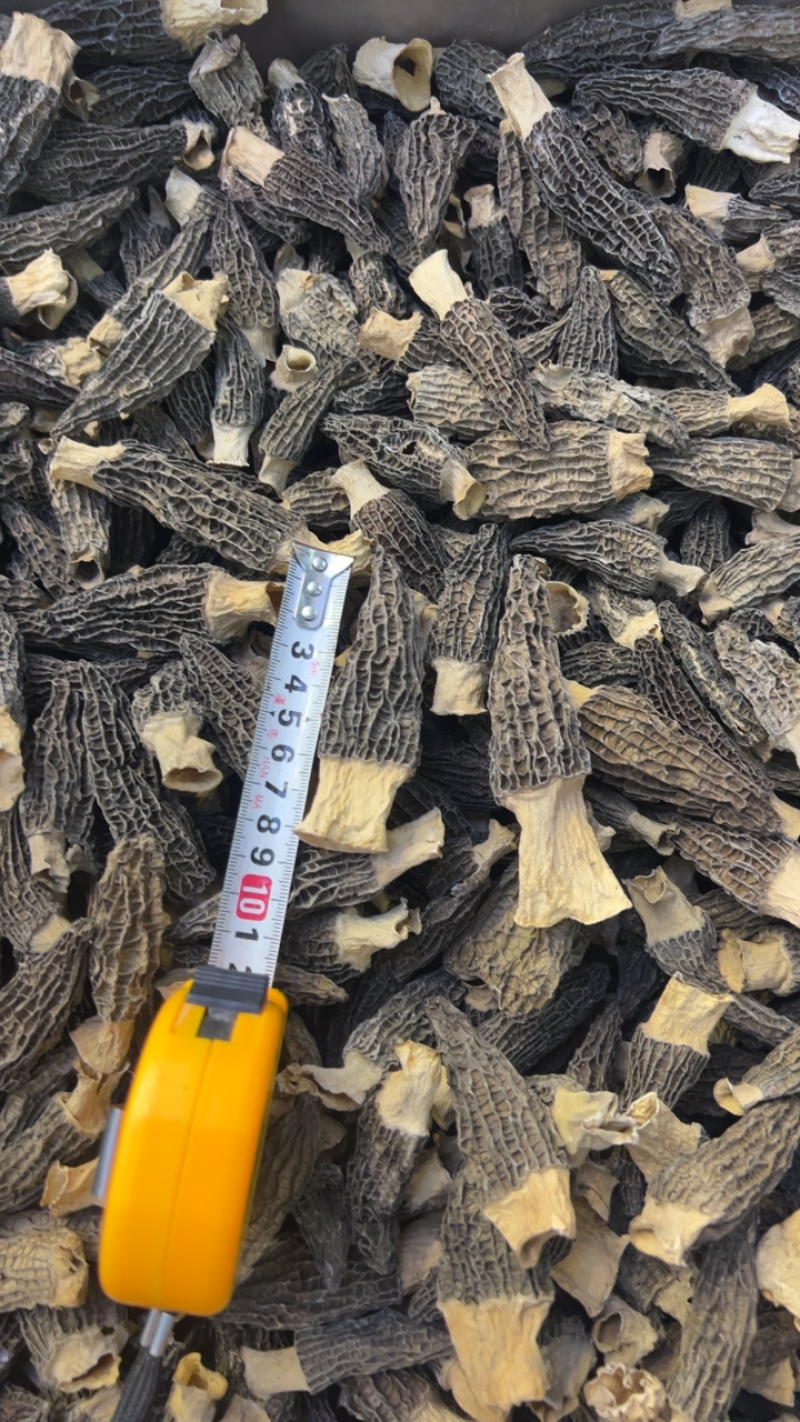 精品羊肚菌干货5-7细纹货788量大优惠，进店联系