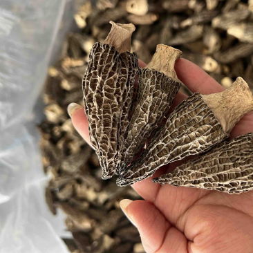 精品羊肚菌干货5-7细纹货788量大优惠，进店联系