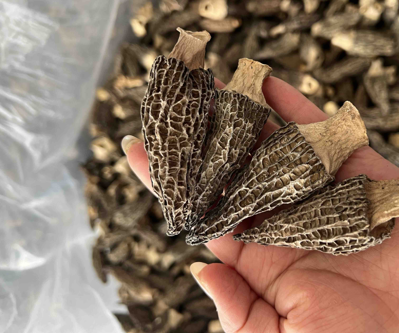 精品羊肚菌干货5-7细纹货788量大优惠，进店联系