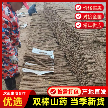实力货源双棒山药质量保证规格齐全价格不等进店联系