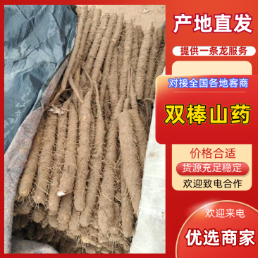 精品发货双棒山药全国对接档口大市场价格面议