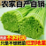 精品蒜薹主做电商一件代发