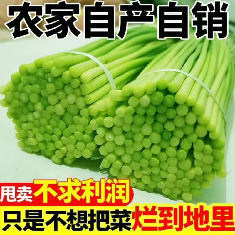 精品蒜薹主做电商一件代发