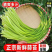 精品蒜薹主做电商一件代发