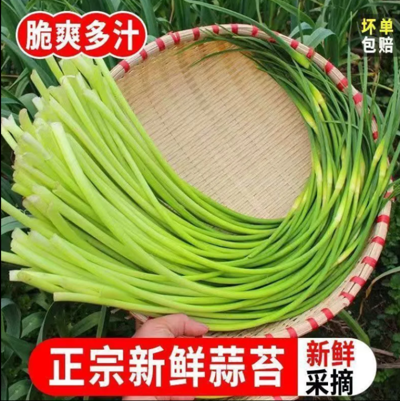 精品蒜薹主做电商一件代发