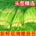 精品蒜薹主做电商一件代发