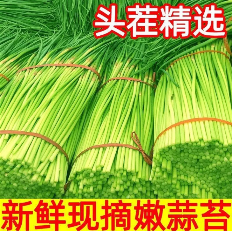 精品蒜薹主做电商一件代发